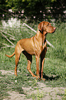 standing Magyar Vizsla