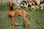 standing Magyar Vizsla