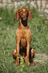 sitting Magyar Vizsla