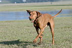 playing shorthaired Magyar Vizsla