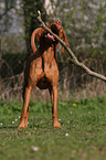 shorthaired Magyar Vizsla