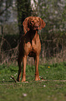 shorthaired Magyar Vizsla