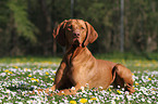 lying shorthaired Magyar Vizsla