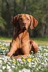 lying shorthaired Magyar Vizsla