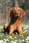 lying shorthaired Magyar Vizsla