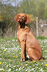 sitting shorthaired Magyar Vizsla