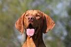 shorthaired Magyar Vizsla portrait