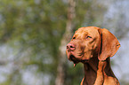 shorthaired Magyar Vizsla portrait