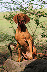 sitting shorthaired Magyar Vizsla