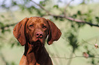 shorthaired Magyar Vizsla portrait