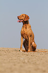 sitting shorthaired Magyar Vizsla