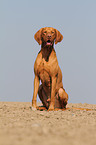 sitting shorthaired Magyar Vizsla