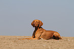 lying shorthaired Magyar Vizsla