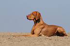 lying shorthaired Magyar Vizsla