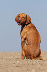 sitting shorthaired Magyar Vizsla