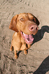 sitting shorthaired Magyar Vizsla