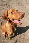 sitting shorthaired Magyar Vizsla