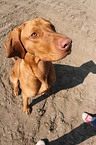 sitting shorthaired Magyar Vizsla