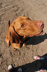 sitting shorthaired Magyar Vizsla