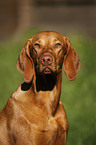 Magyar Vizsla Portrait