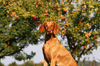 shorthaired Magyar Vizsla Portrait