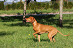 shorthaired Magyar Vizsla