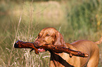 shorthaired Magyar Vizsla Portrait