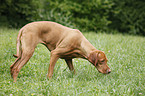 snuffling shorthaired Magyar Vizsla