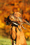 retrieving shorthaired Magyar Vizsla