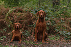 shorthaired Magyar Vizslas