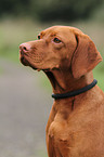 shorthaired Magyar Vizsla portrait