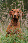 shorthaired Magyar Vizsla portrait