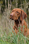 shorthaired Magyar Vizsla portrait