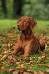 lying shorthaired Magyar Vizsla