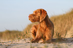 lying wirehaired Magyar Vizsla