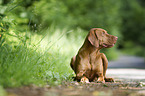 shorthaired Magyar Vizsla