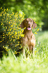 shorthaired Magyar Vizsla