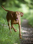 shorthaired Magyar Vizsla