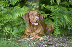 shorthaired Magyar Vizsla