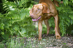 shorthaired Magyar Vizsla