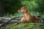 shorthaired Magyar Vizsla