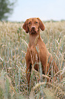 shorthaired Magyar Vizsla