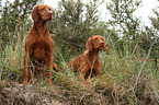 2 shorthaired Magyar Vizslas