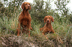 2 shorthaired Magyar Vizslas