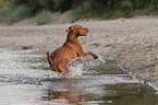 running shorthaired Magyar Vizsla