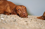 lying shorthaired Magyar Vizsla