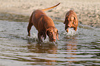 2 shorthaired Magyar Vizslas