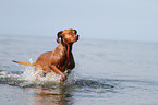 running shorthaired Magyar Vizsla