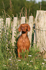 sitting shorthaired Magyar Vizsla