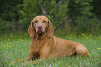 lying shorthaired Magyar Vizsla